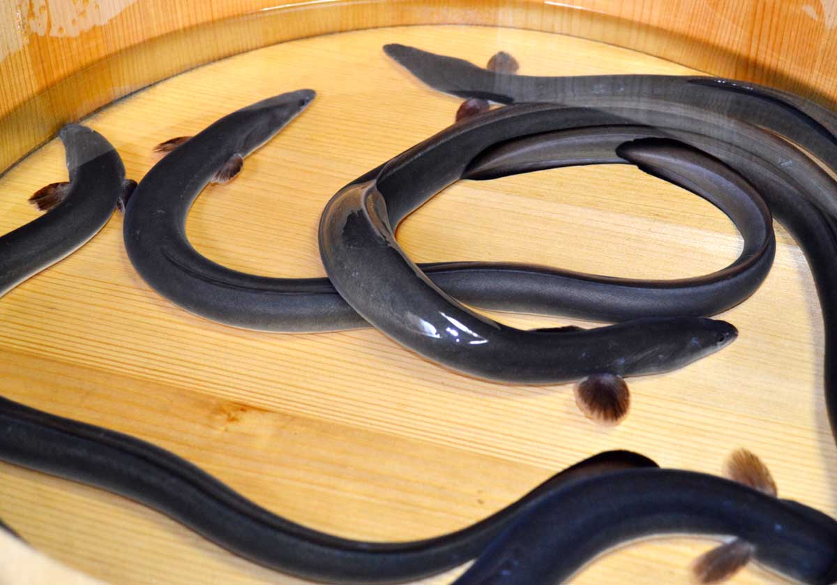 夏と言えば鰻。昔から栄養価の高い食材として親しまれてきました